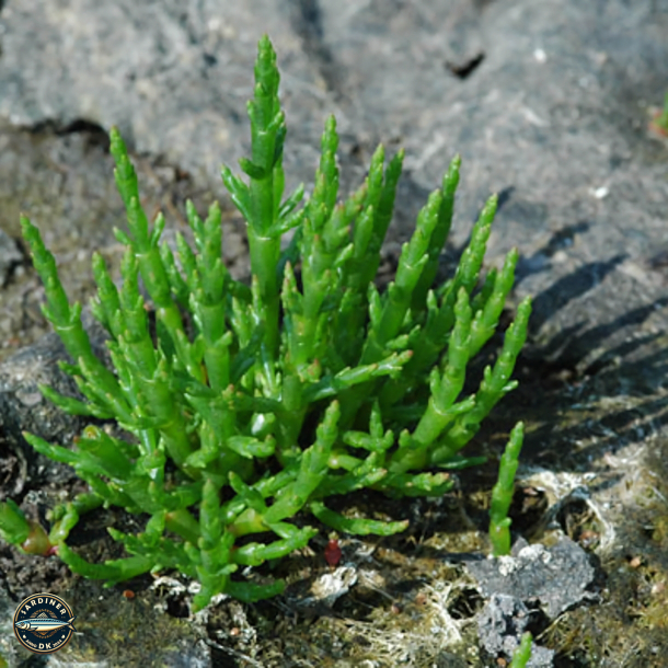 Sardines Millsimes  l'huile d'olive vierge extra aux Casse-Pierres