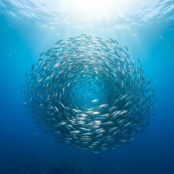 Cr�me de Sardine au Cognac Fine Champagne