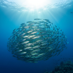 Rillettes de maquereau au poivre vert