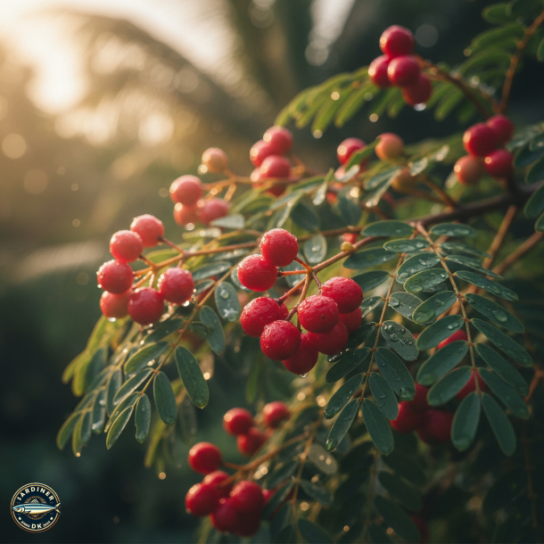 Cr�me de saumon rose du Pacifique aux baies roses